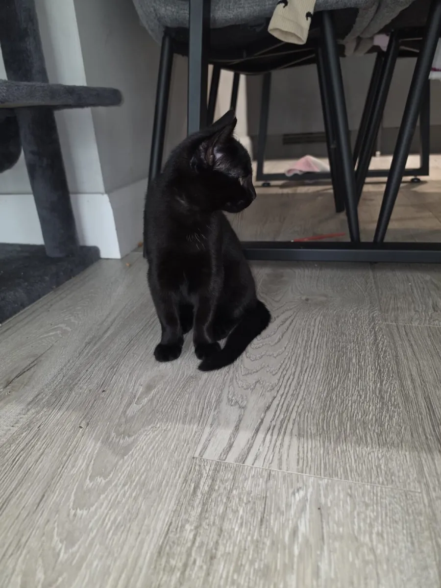 Kittens - Image 4