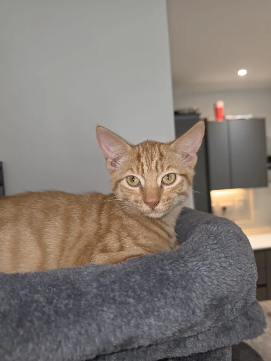 Kittens - Image 2