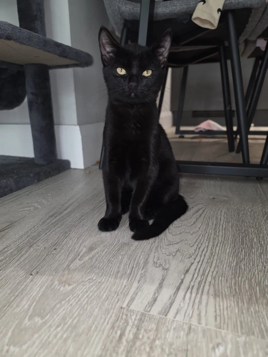 Kittens - Image 3