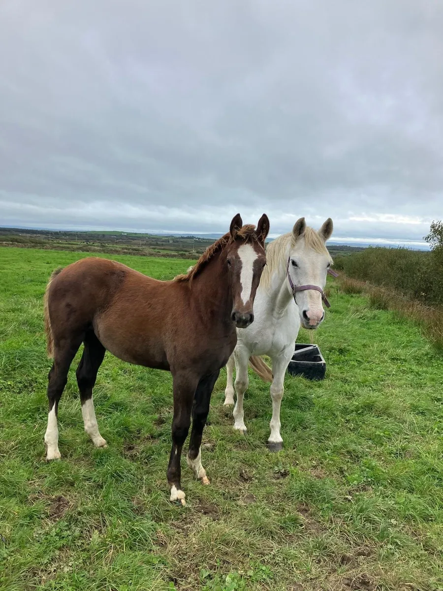 Foal by HYPE - Image 2