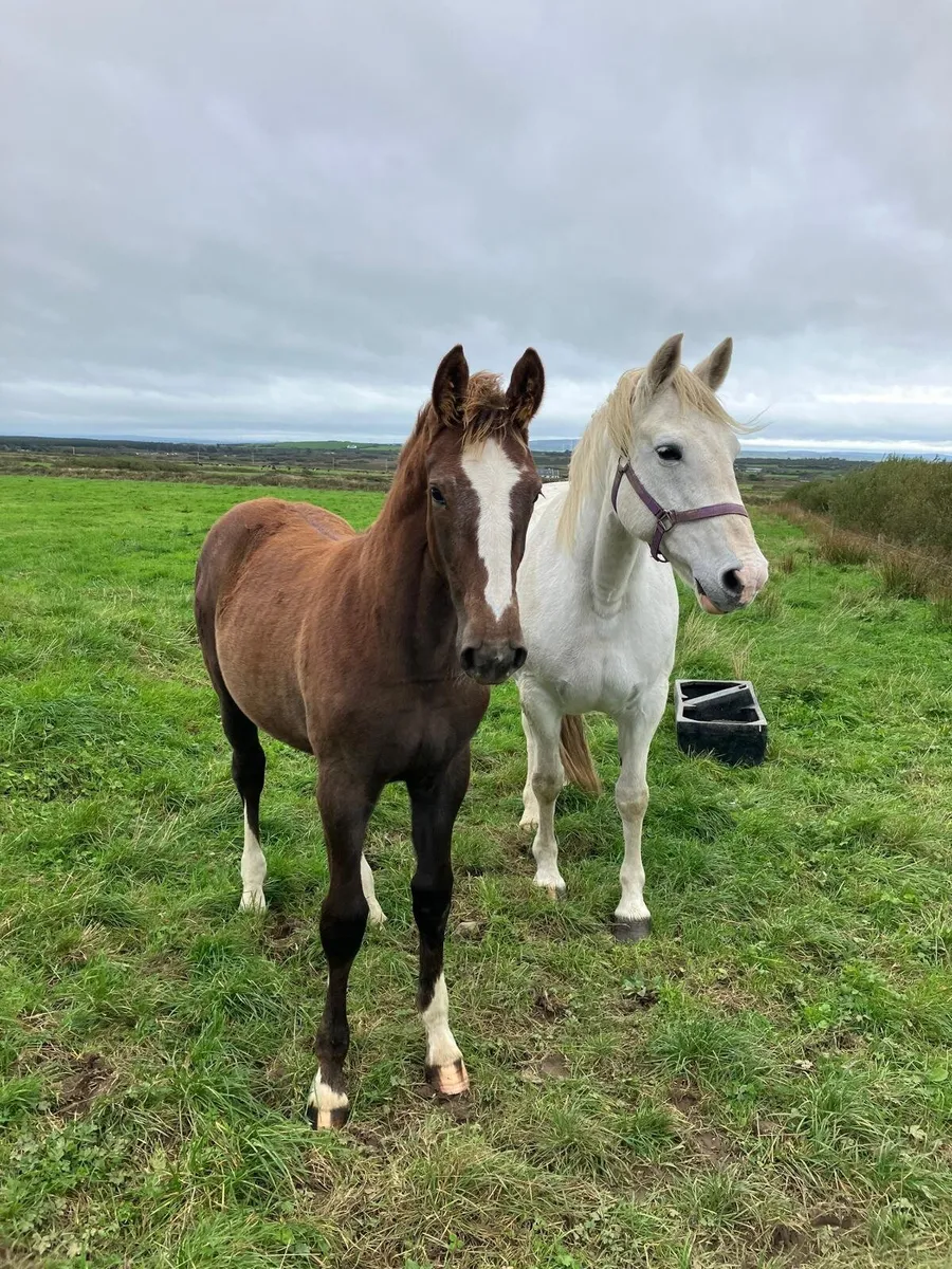 Foal by HYPE - Image 1
