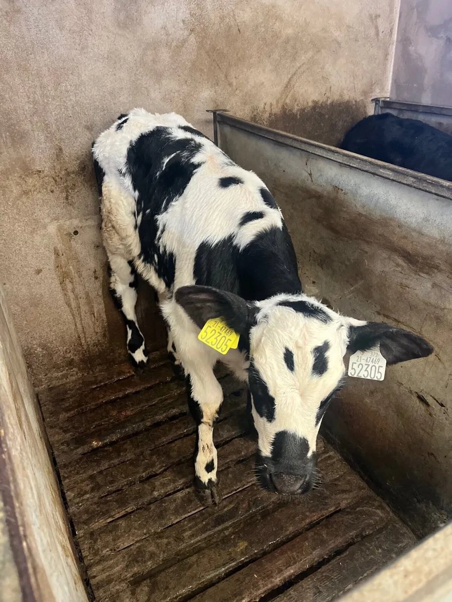 Calves - Image 1
