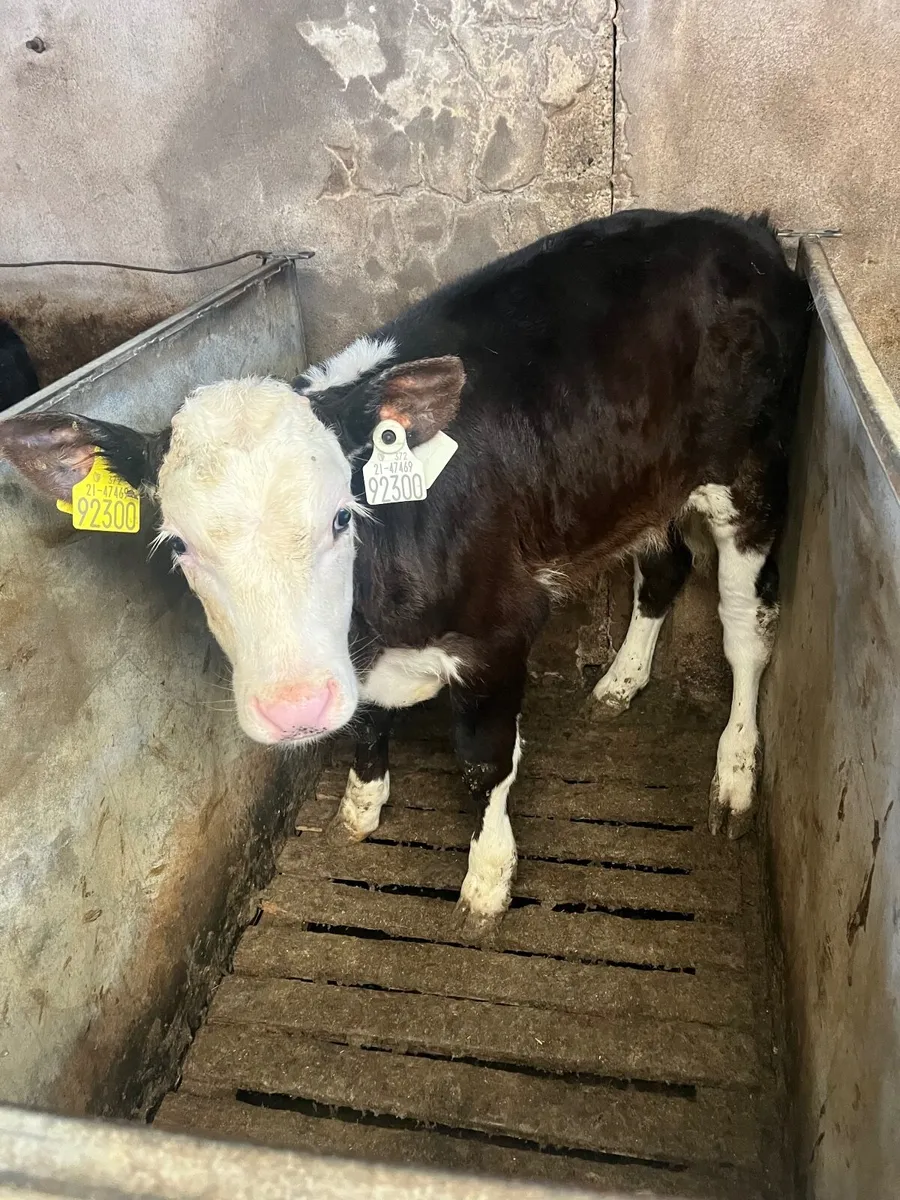 Calves - Image 4