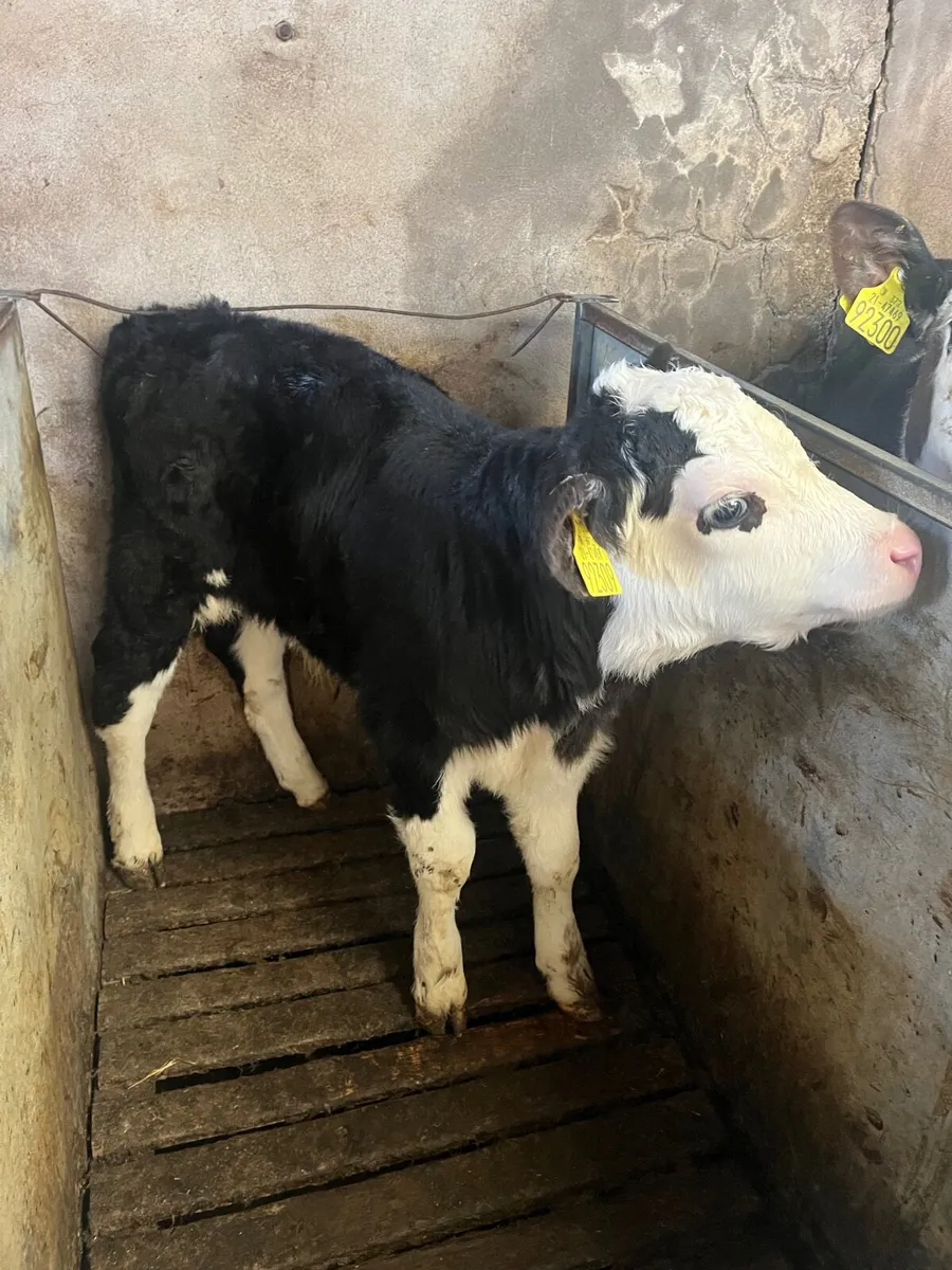 Calves - Image 2