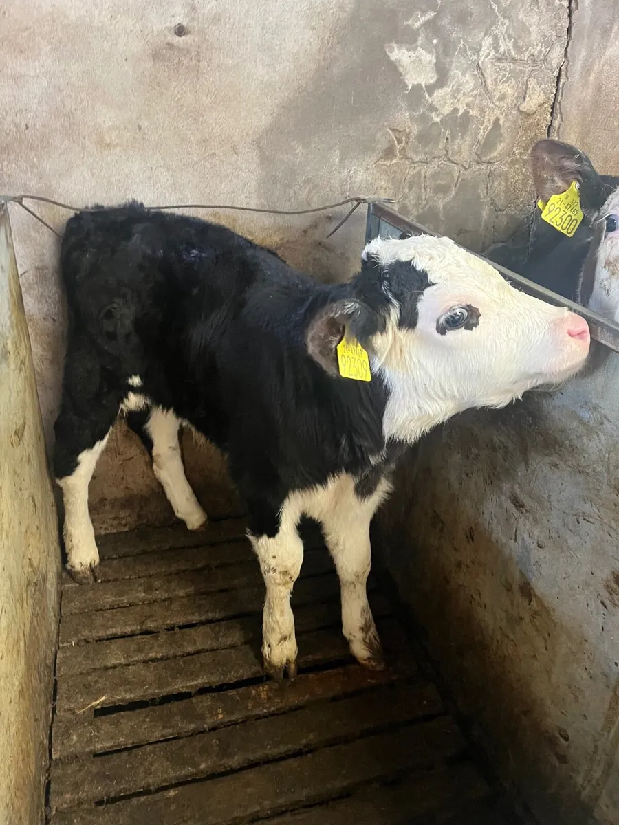 Calves - Image 3