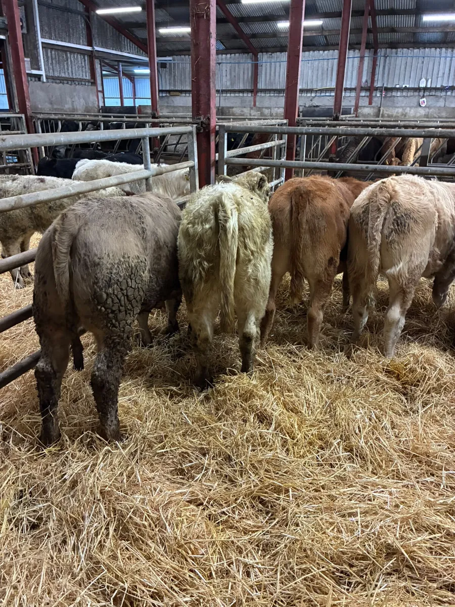 Charolais and lim heifers - Image 1
