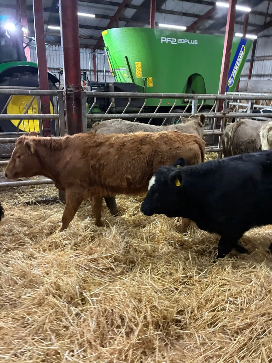 Charolais and lim heifers - Image 4