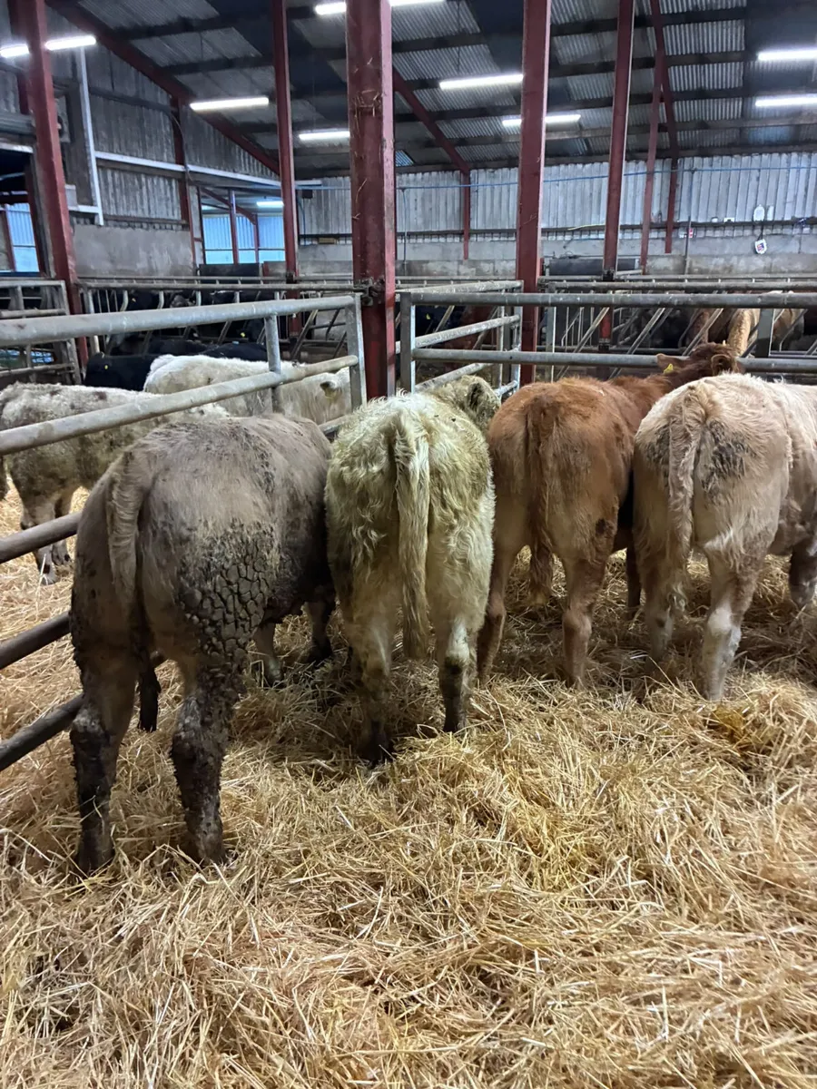 Charolais and lim heifers - Image 3