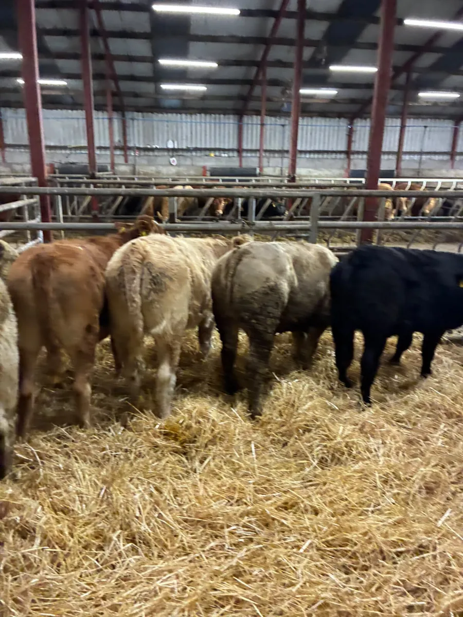 Charolais and lim heifers - Image 2