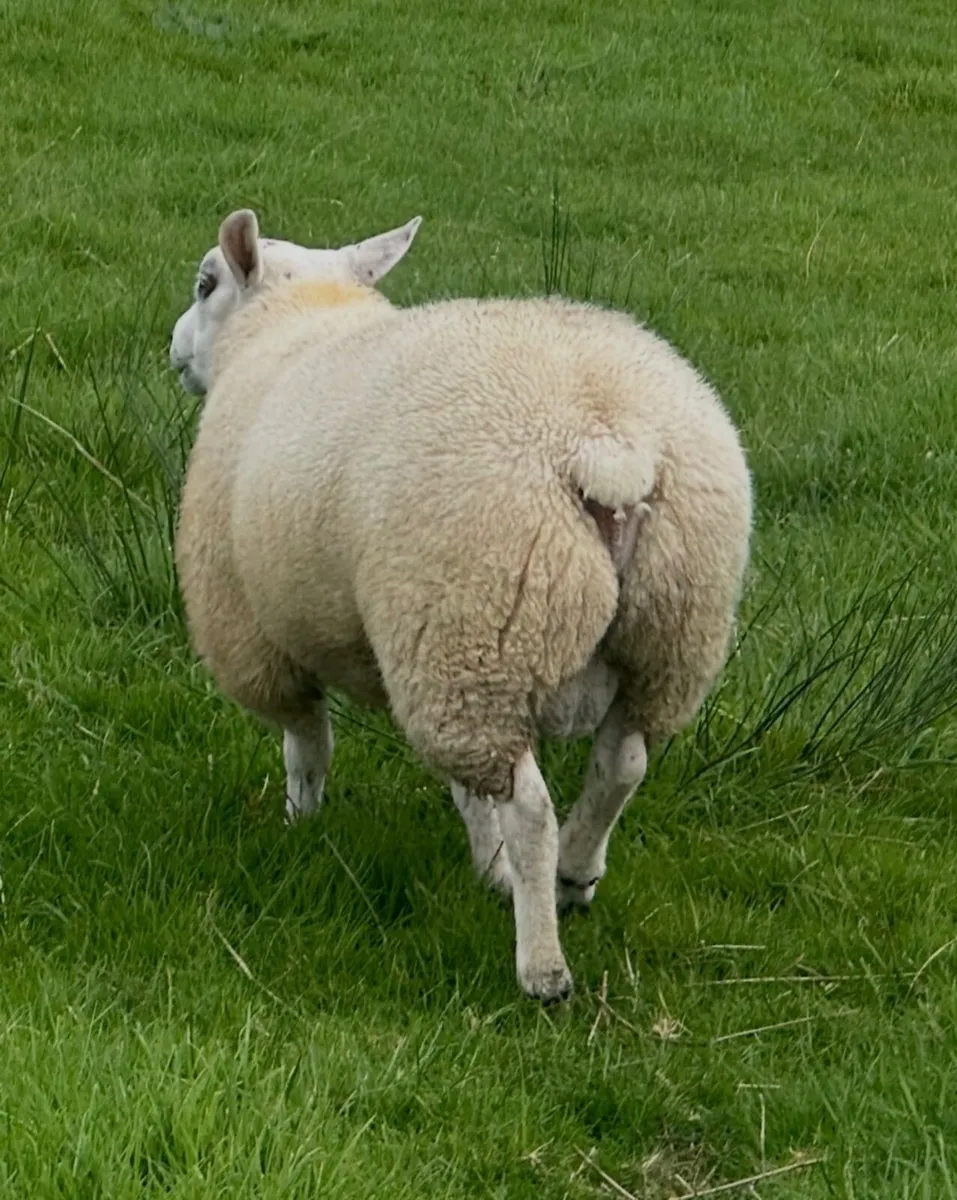 Texel Ram Lambs - Image 3