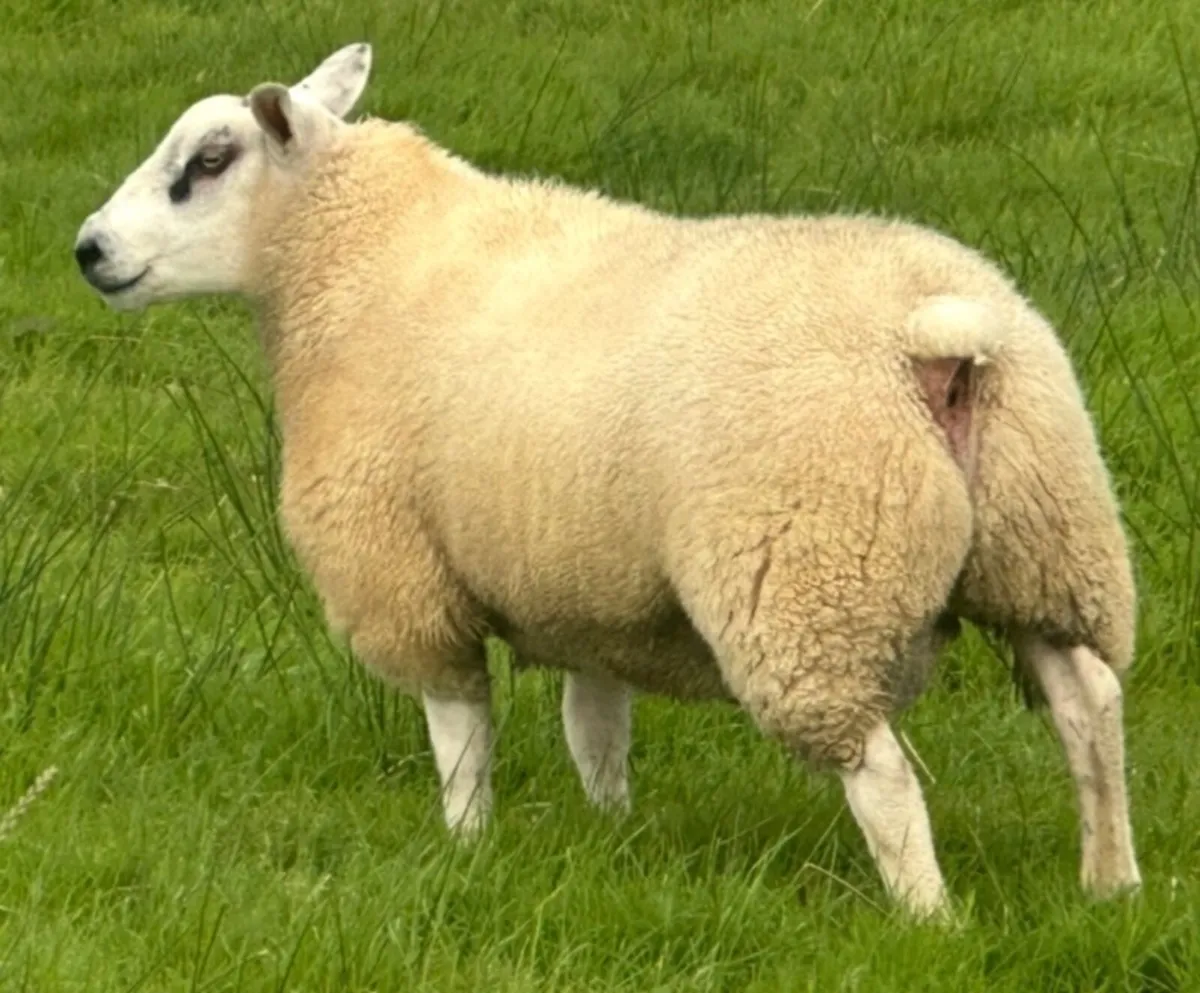 Texel Ram Lambs - Image 2