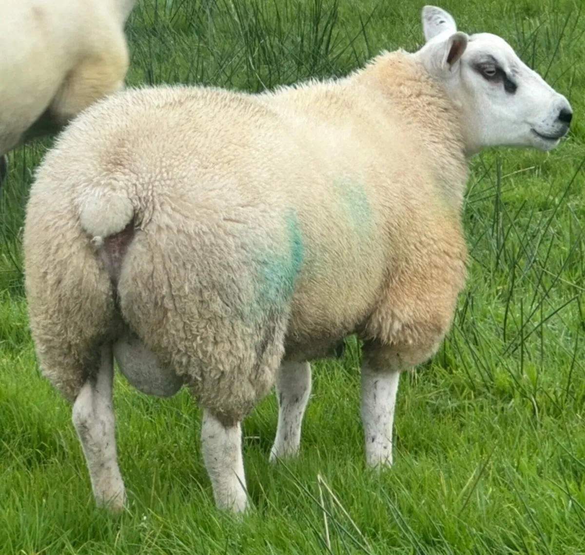 Texel Ram Lambs - Image 4