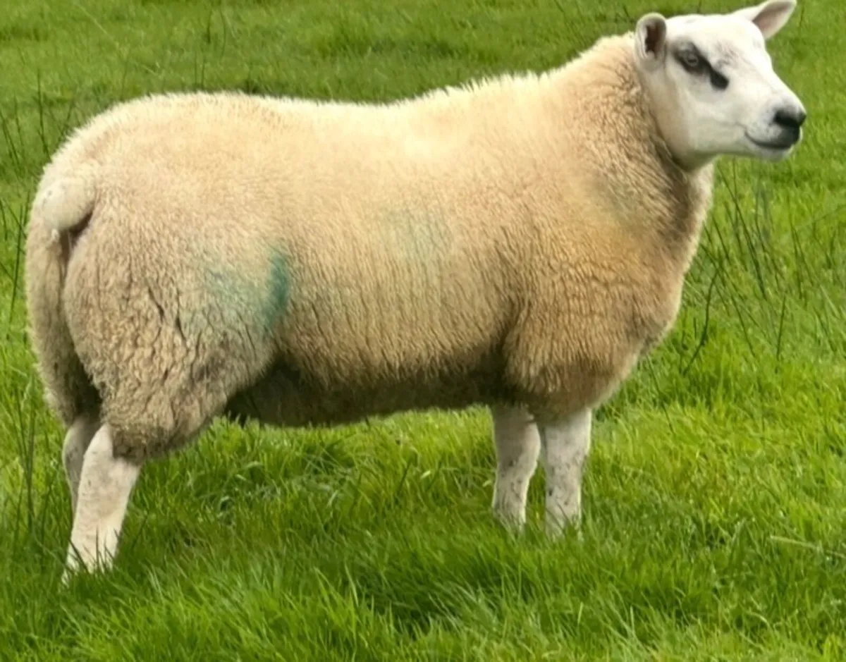 Texel Ram Lambs - Image 1