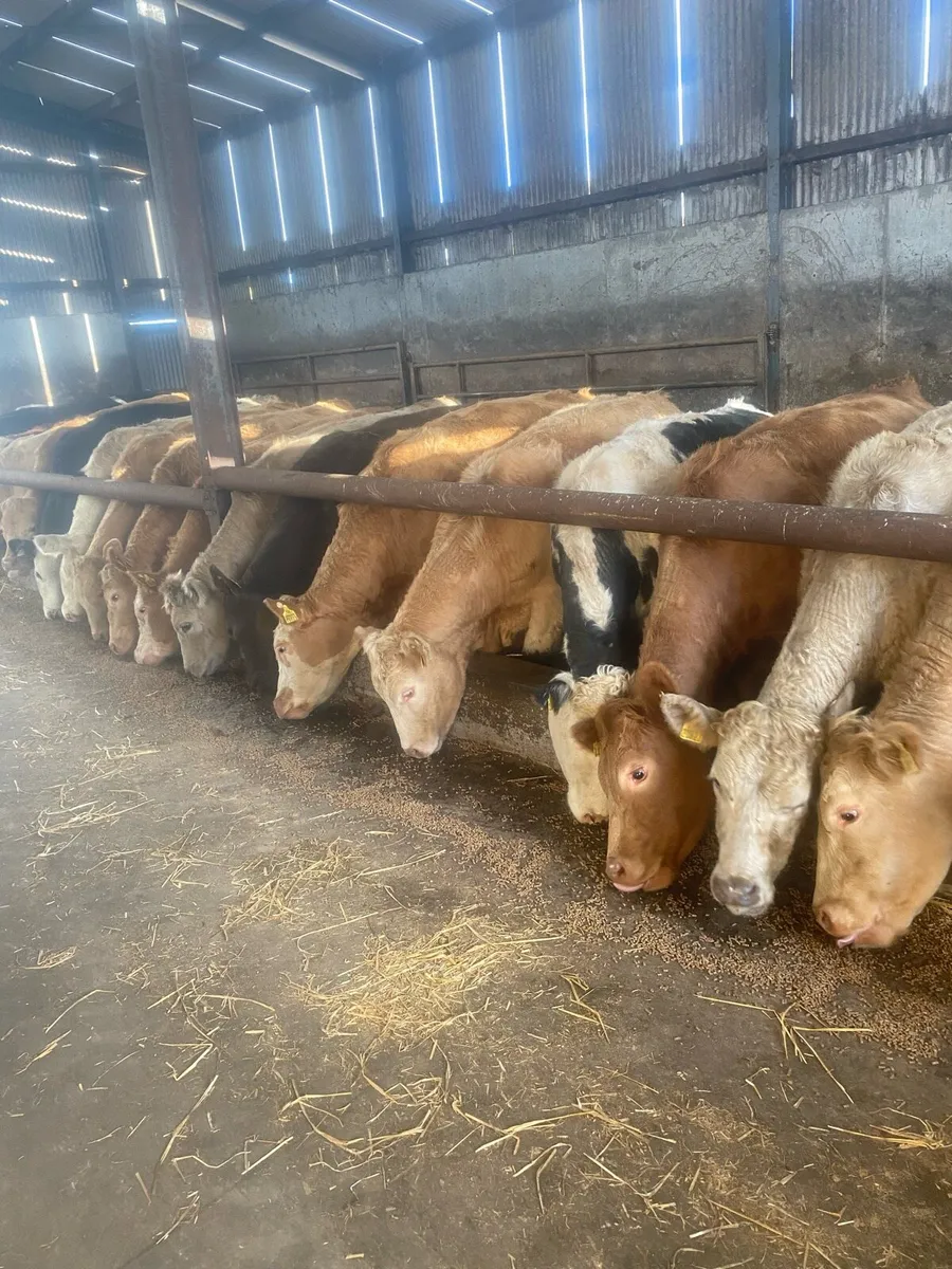 Bullocks/heifers