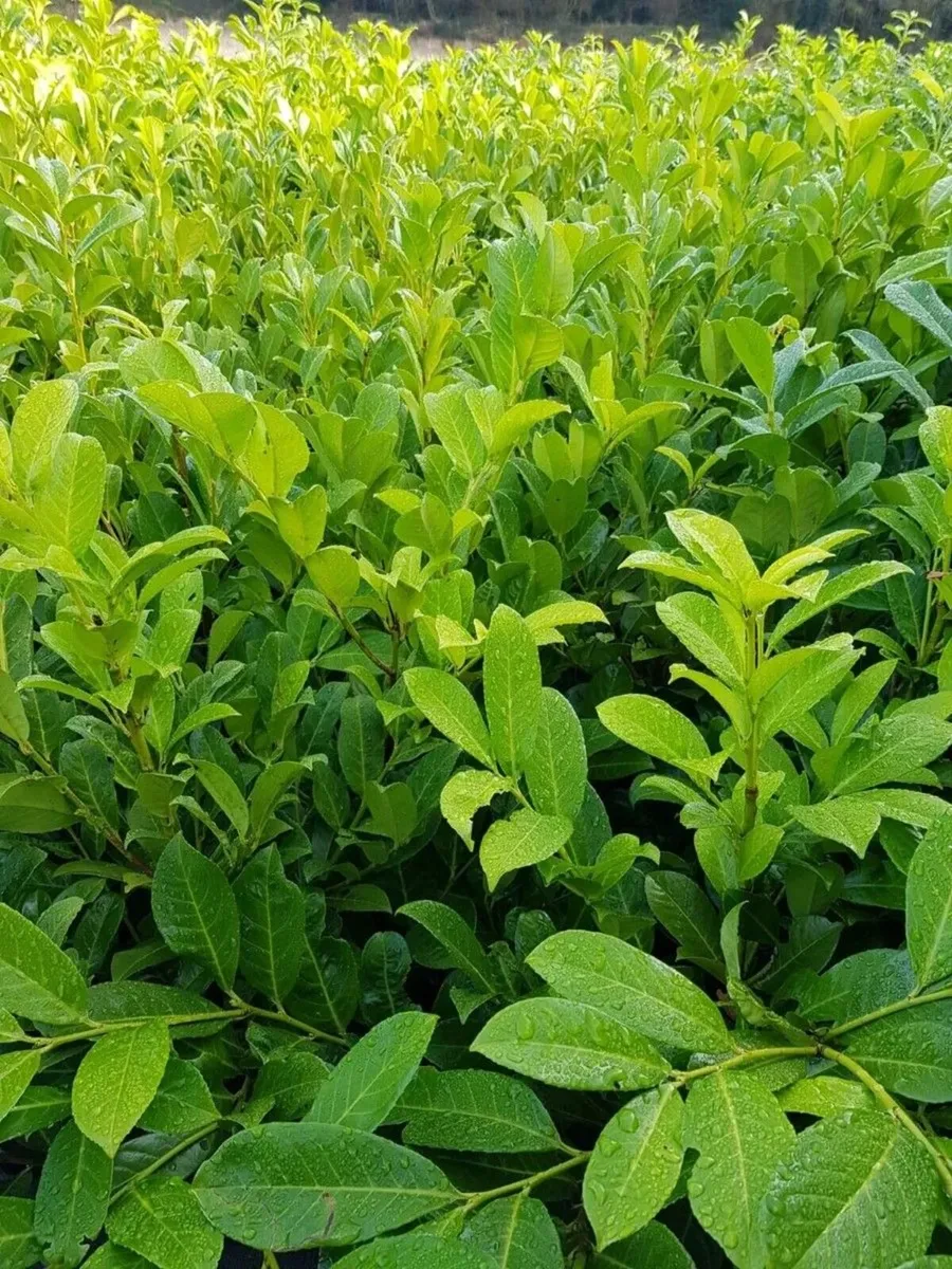 Laurel Hedge Bare Root - Image 4