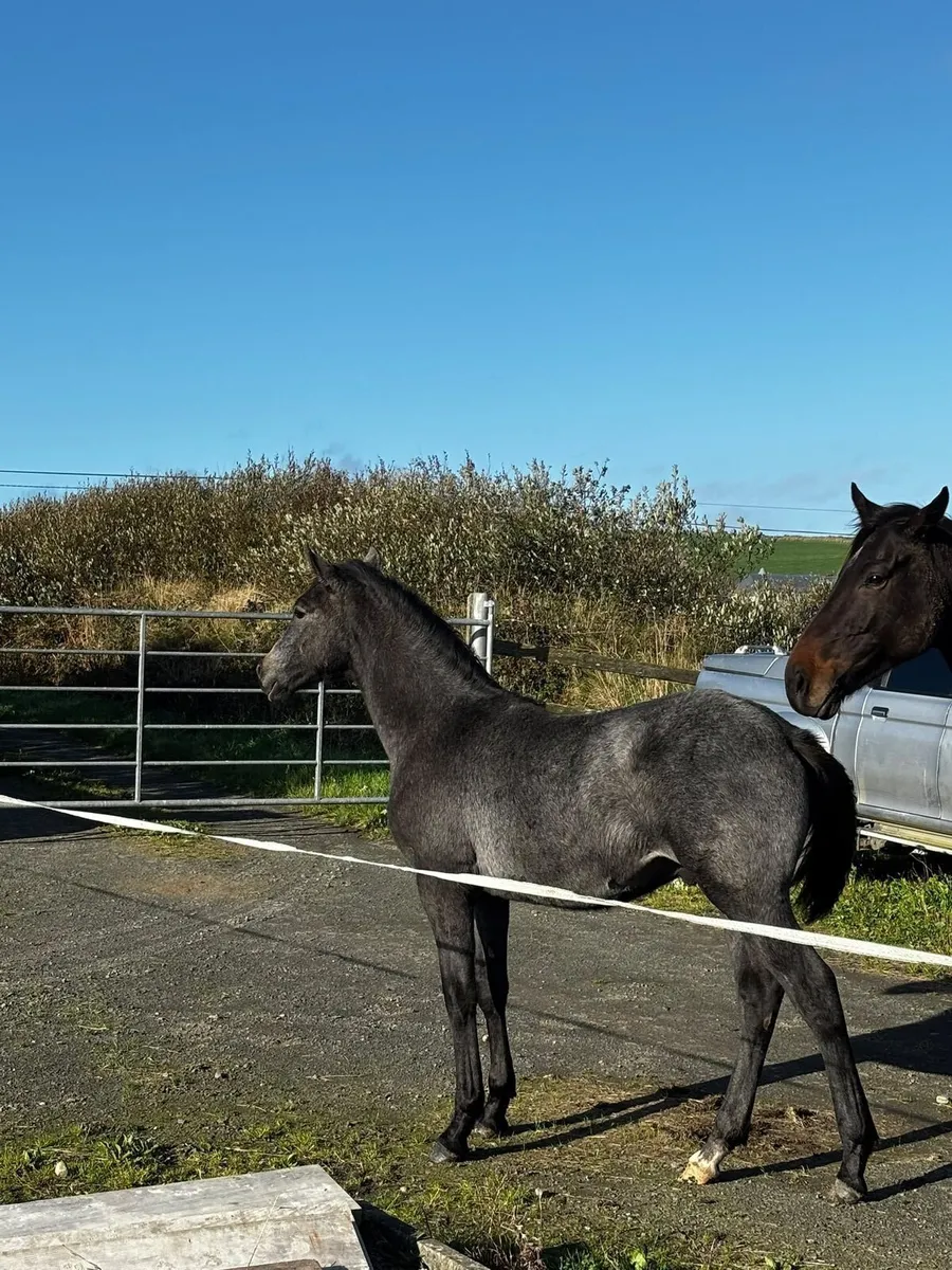 Colt Foal by Young Carrabawn - Image 2