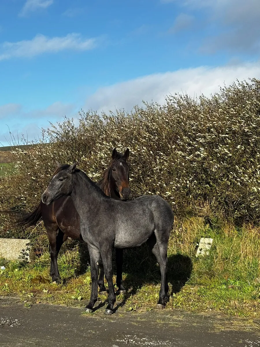Colt Foal by Young Carrabawn - Image 3