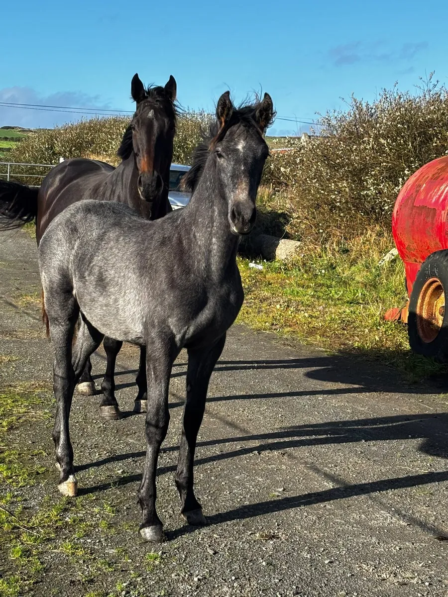 Colt Foal by Young Carrabawn - Image 1