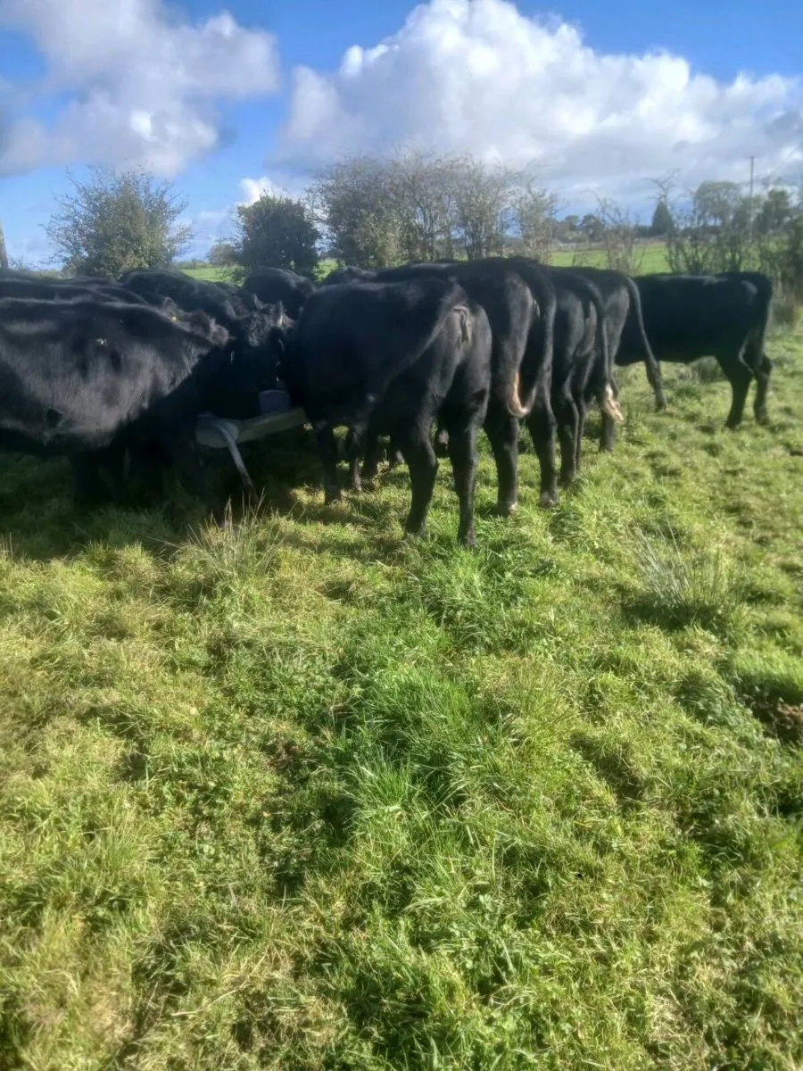 20 Angus heifers - Image 1