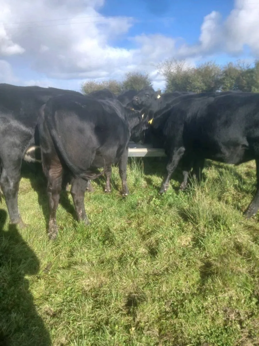 20 Angus heifers - Image 4