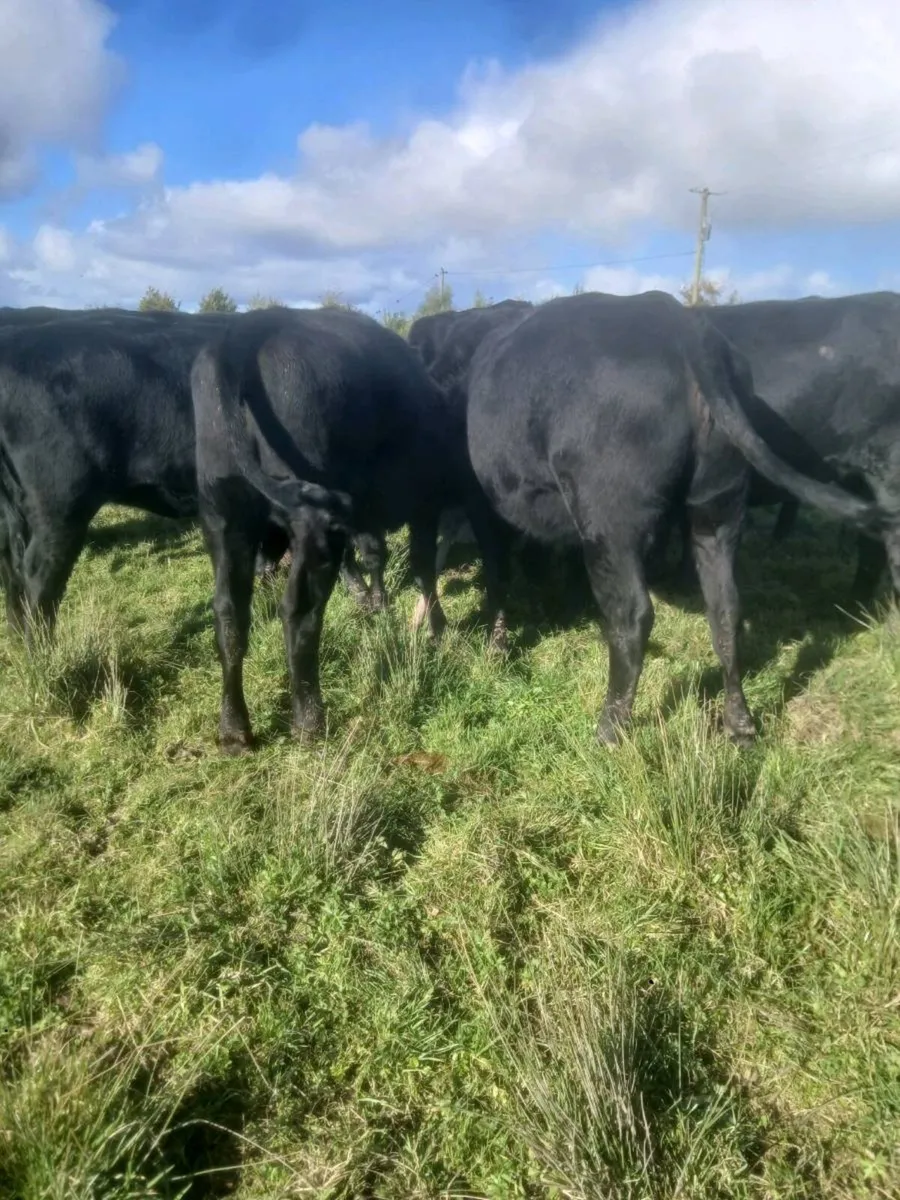 20 Angus heifers - Image 2