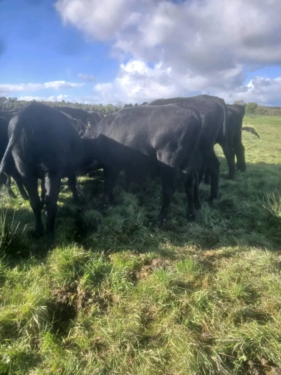 20 Angus heifers - Image 3