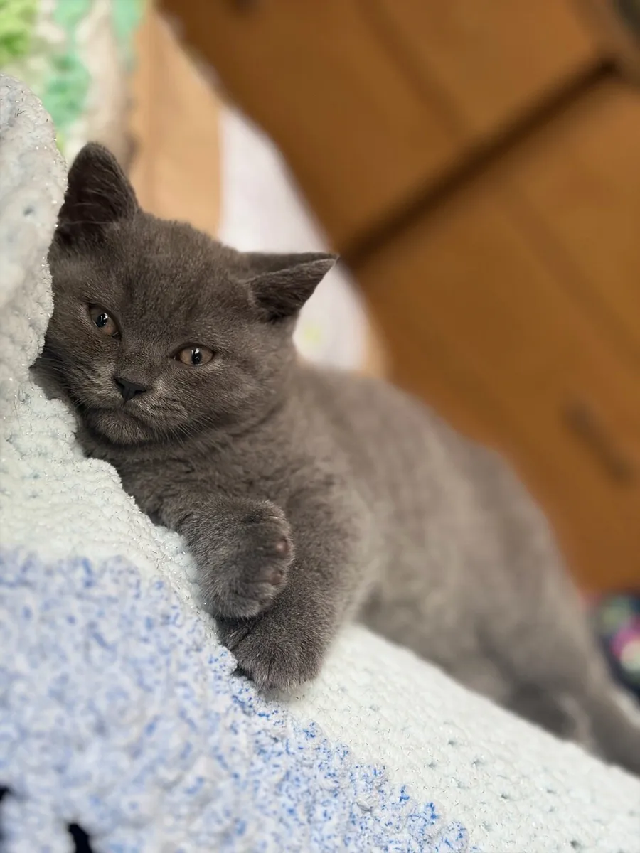 British short hair kitten - Image 1