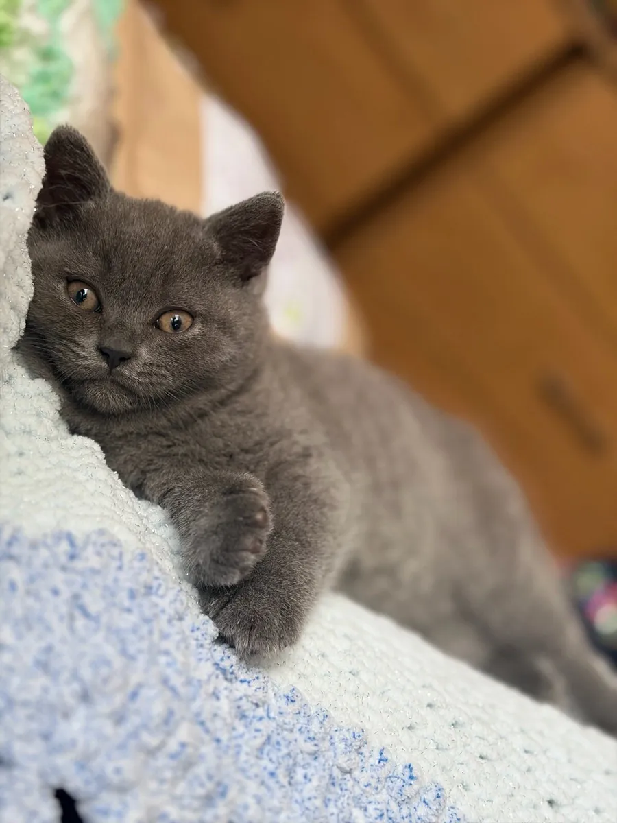 British short hair kitten - Image 3