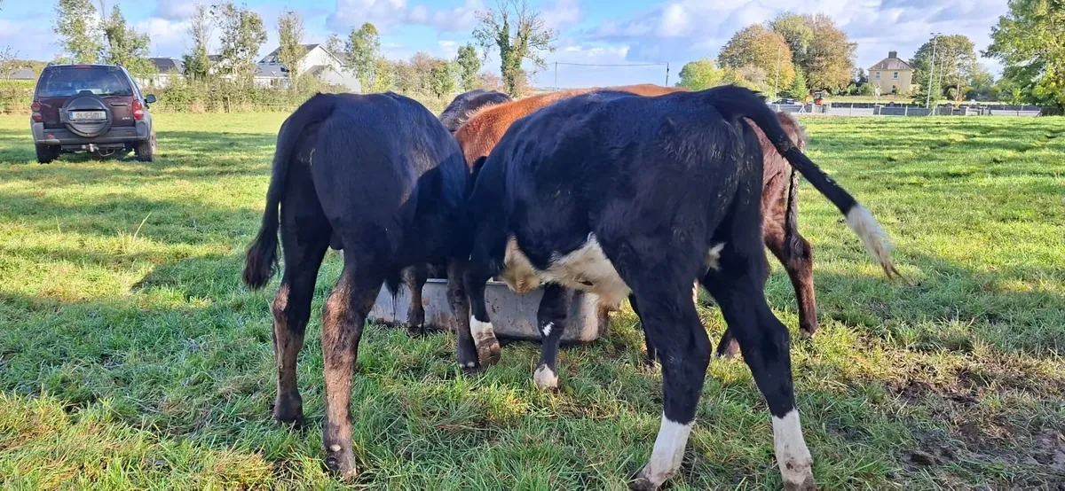 Hereford and Limousin Bull Weanlings - Image 1