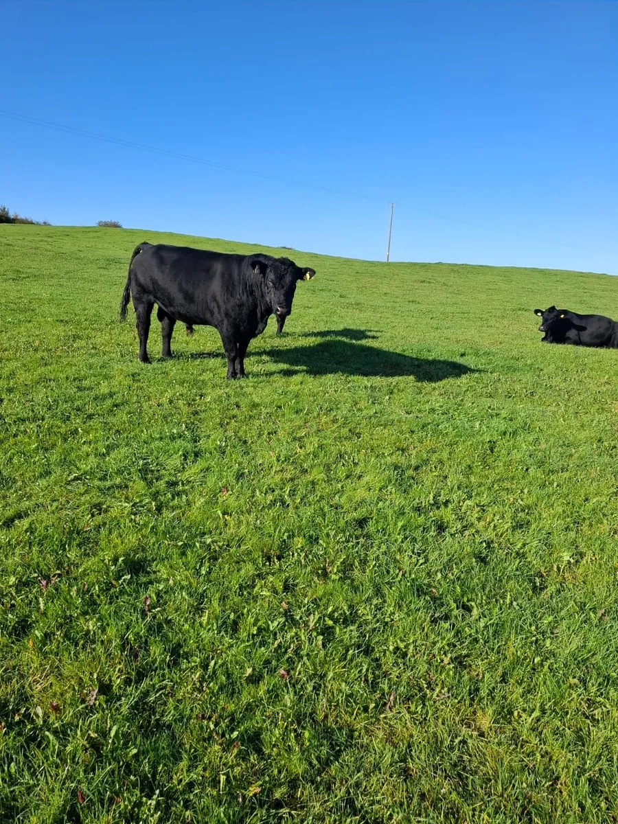 Angus Bull - Image 1