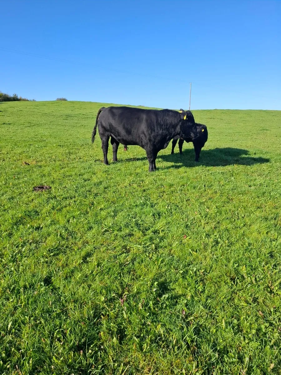 Angus Bull - Image 2