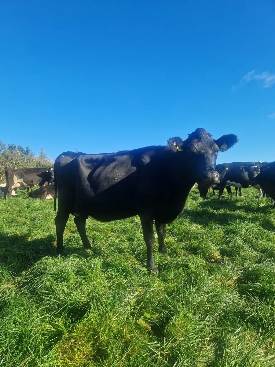 High EBI Cows for sale - Image 3