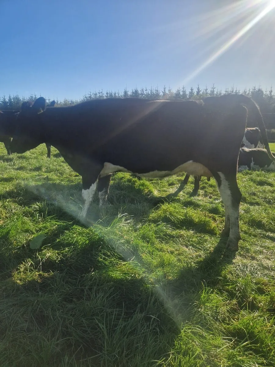 High EBI Cows for sale - Image 4