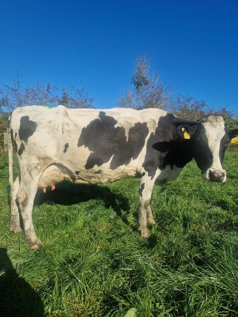High EBI Cows for sale - Image 1