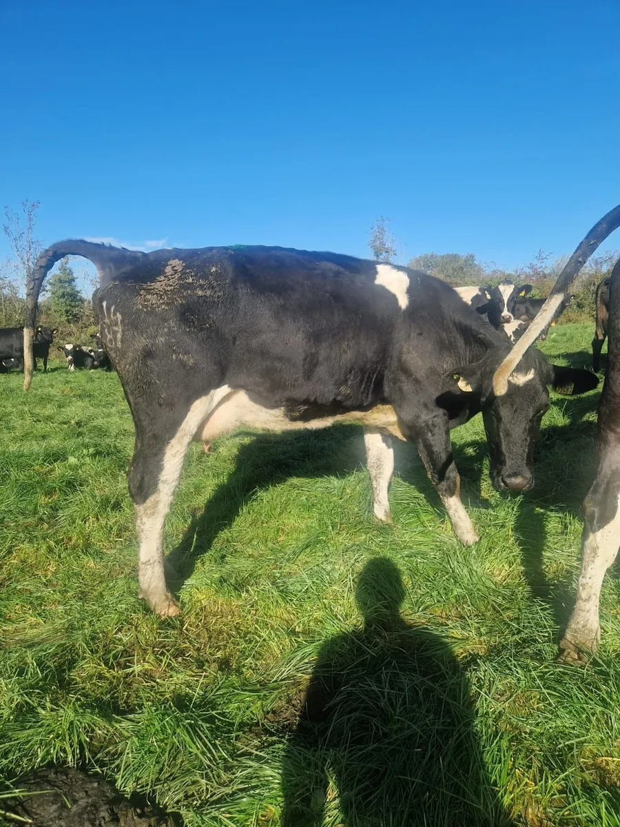 High EBI Cows for sale - Image 2