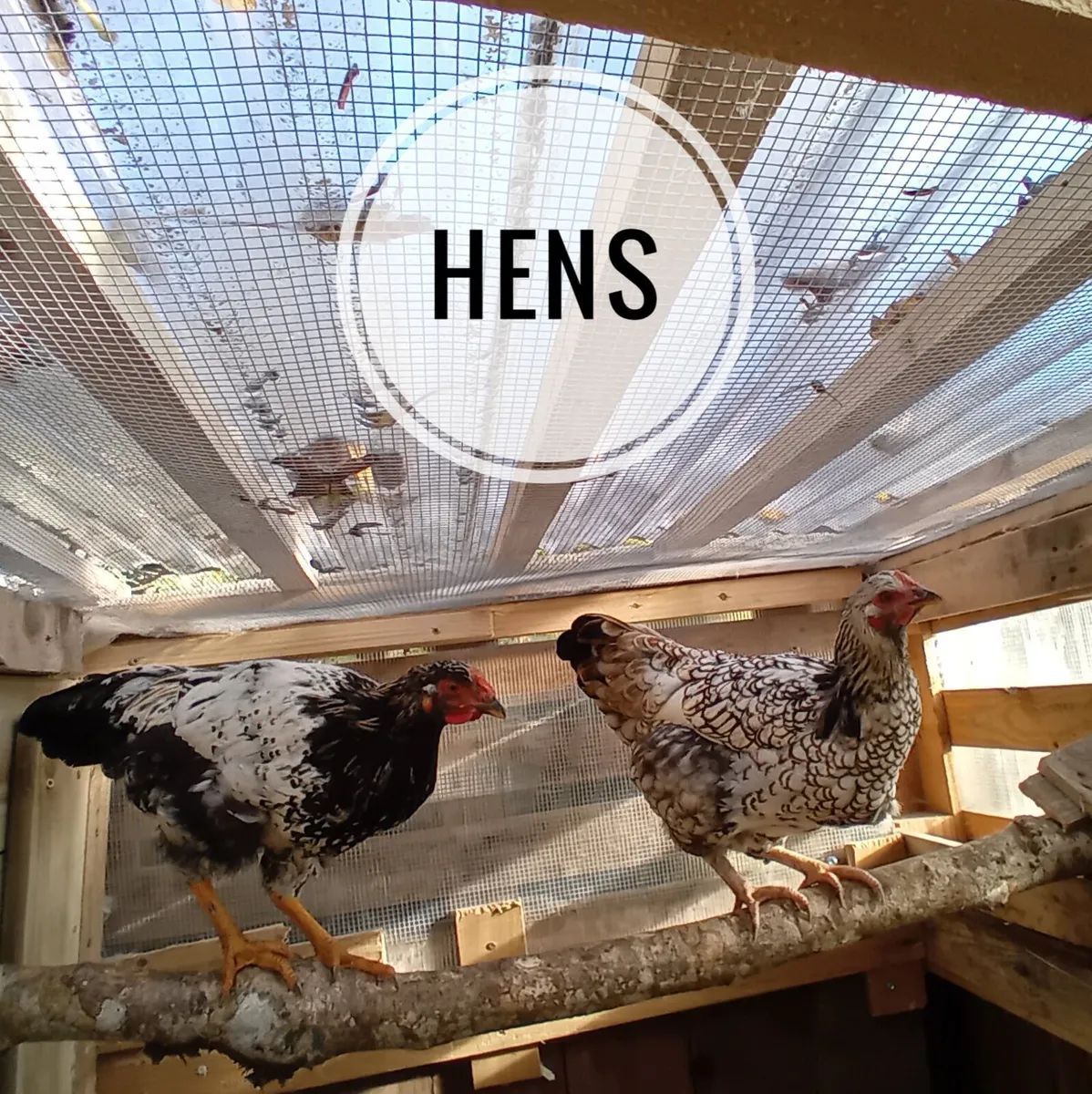 Hens and roosters - Image 1