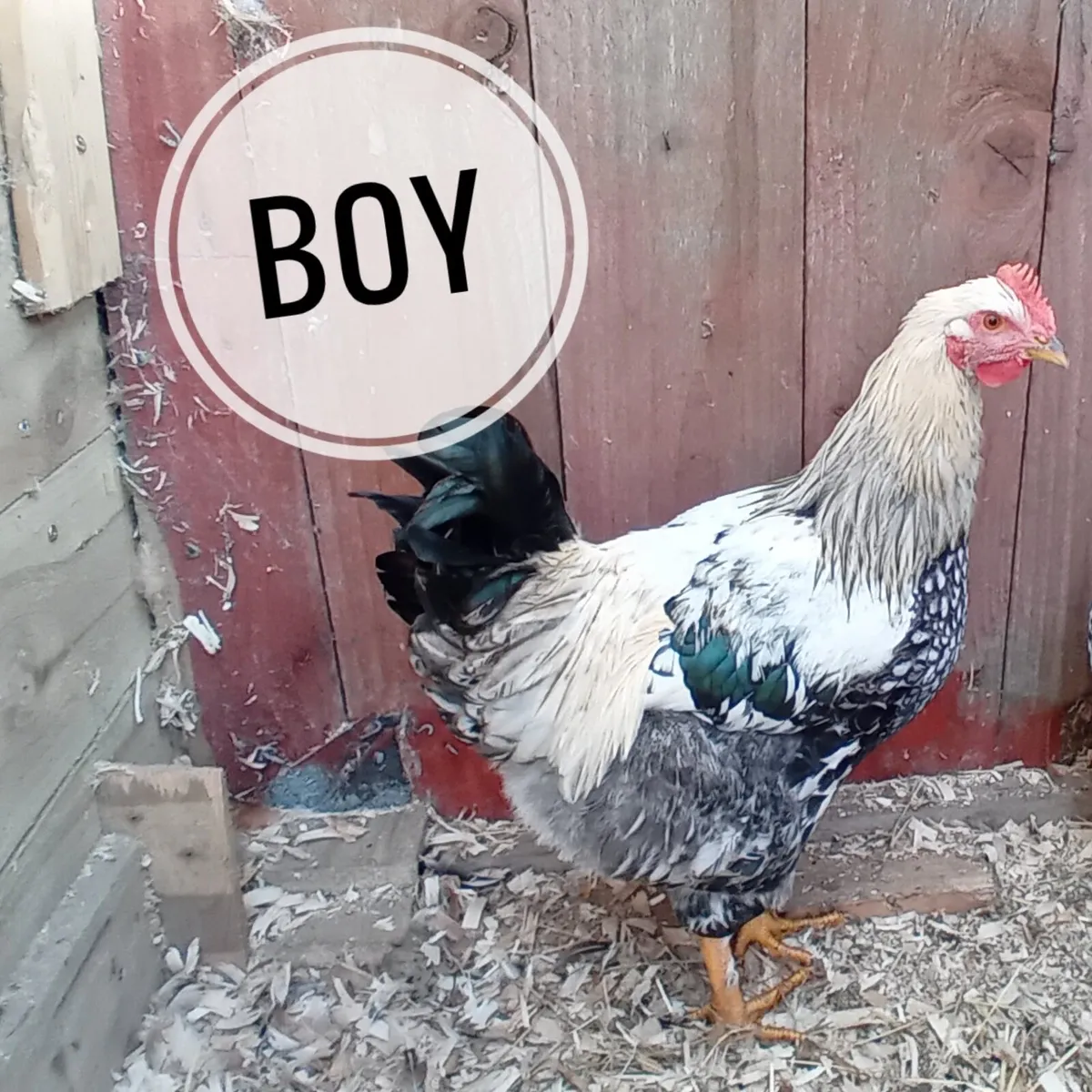 Hens and roosters - Image 2