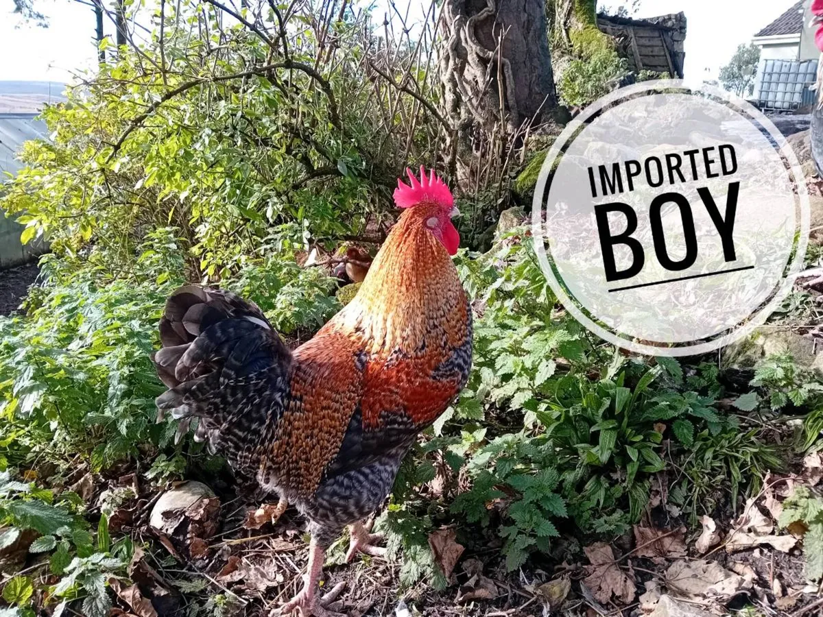 Hens and roosters - Image 3