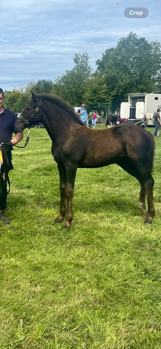 Filly foal - Image 2