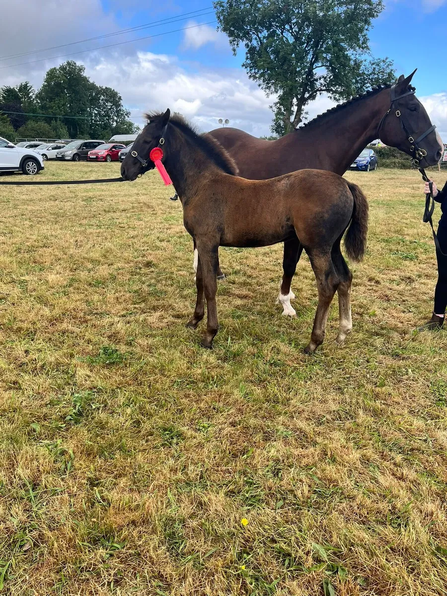 Filly foal - Image 3