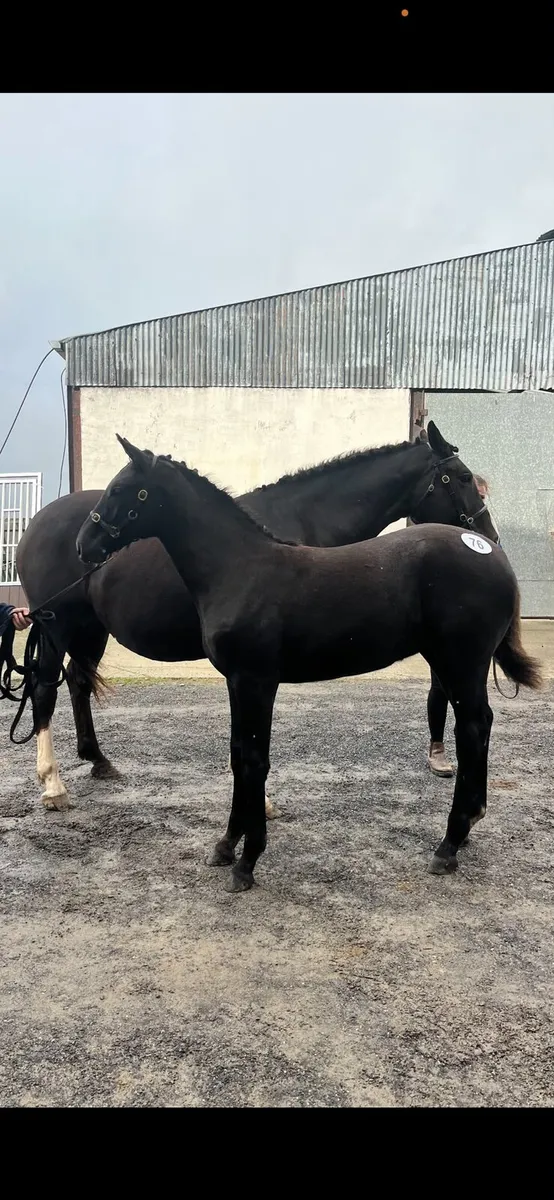 Filly foal - Image 1