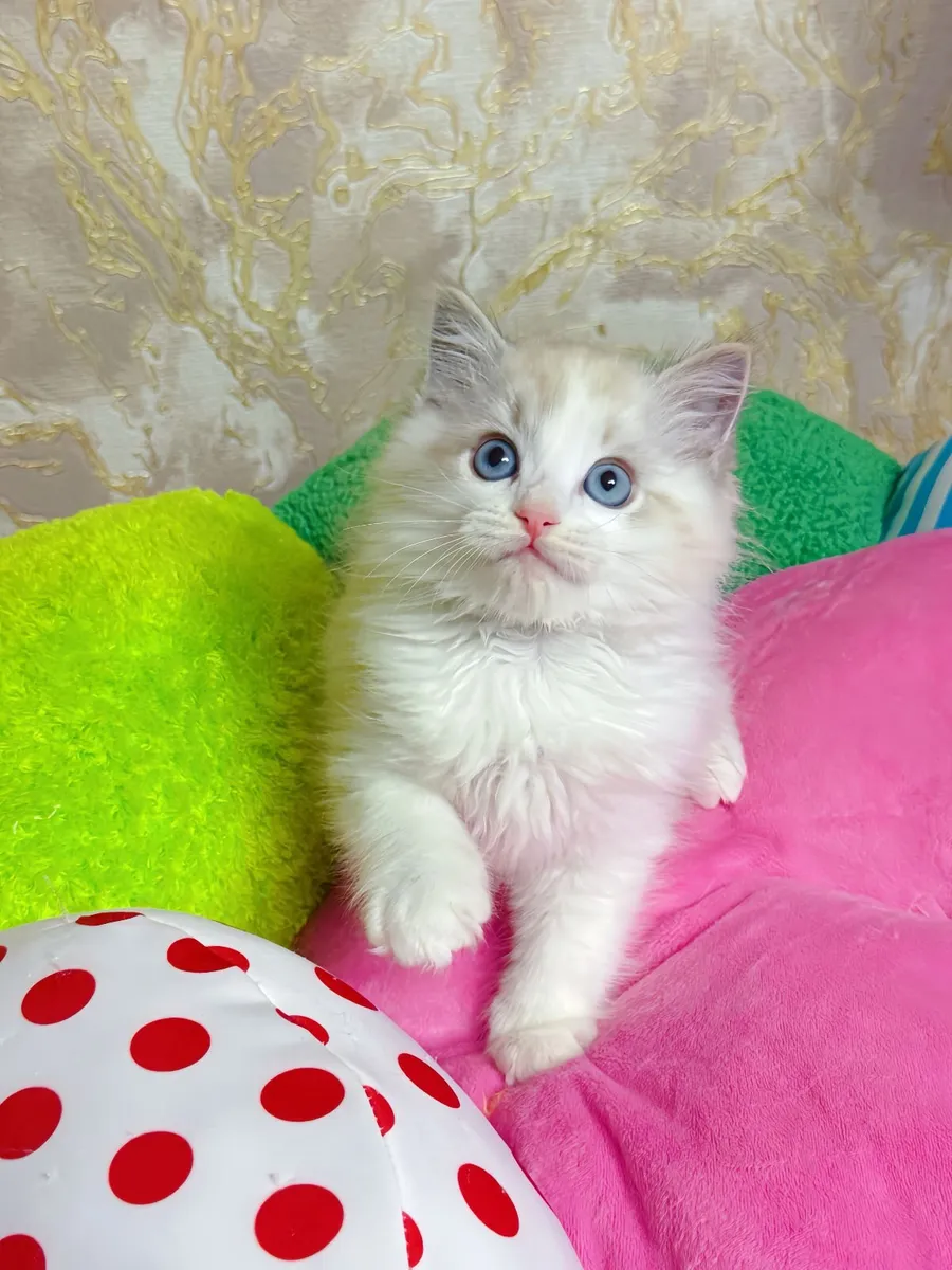 Purebred Ragdoll kitten for sale TICA Registered - Image 1