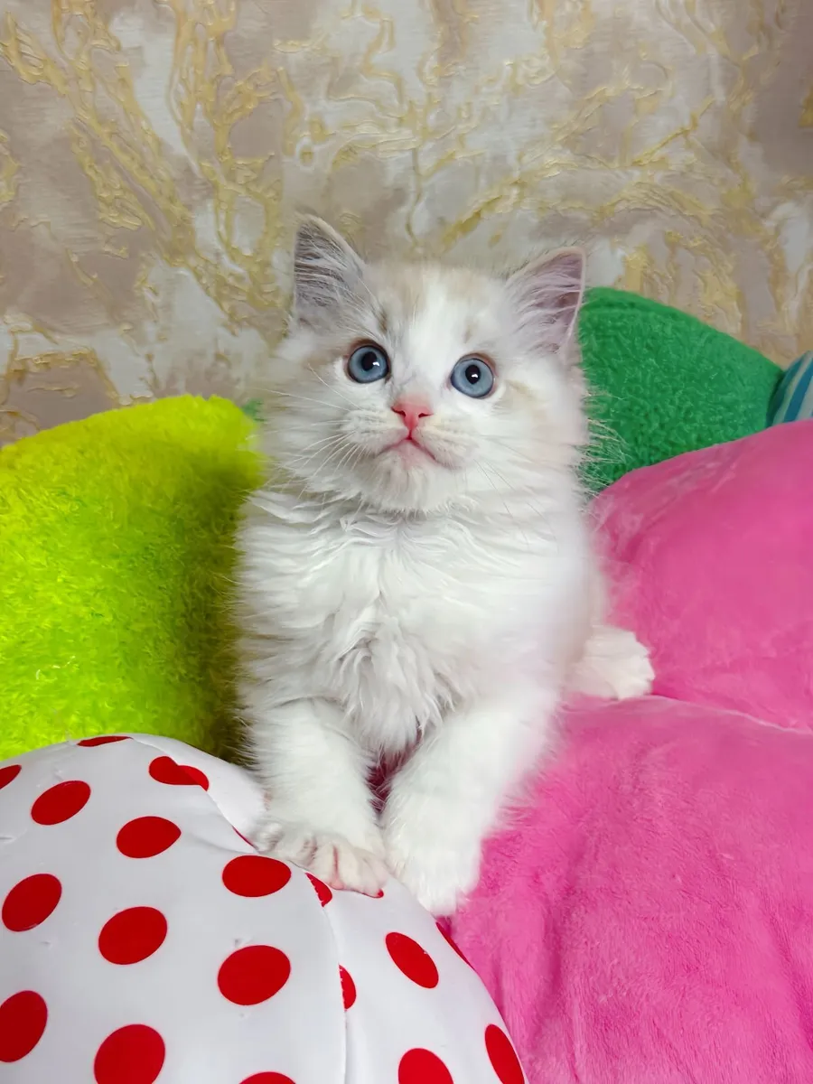 Purebred Ragdoll kitten for sale TICA Registered - Image 2