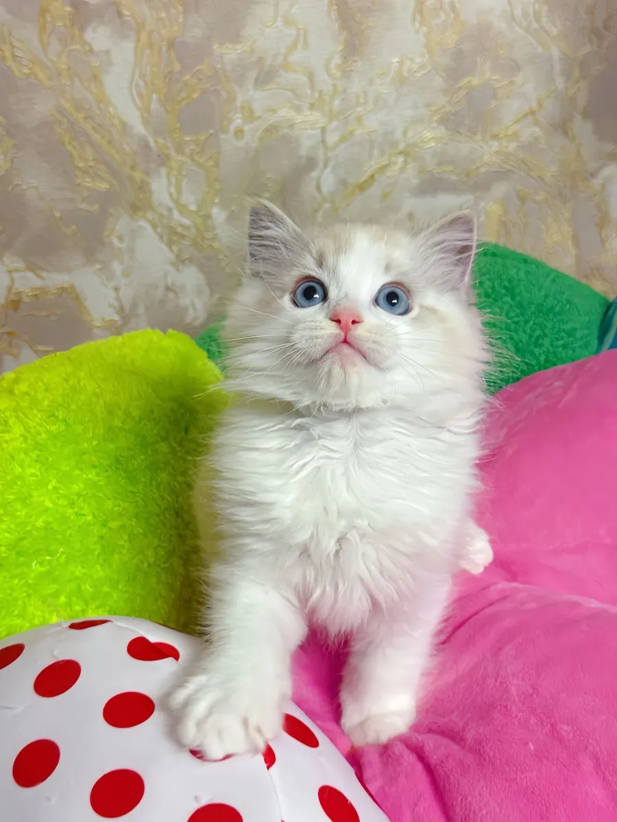 Purebred Ragdoll kitten for sale TICA Registered - Image 3