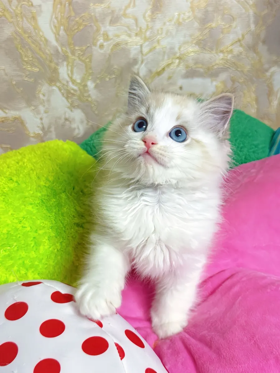 Purebred Ragdoll kitten for sale TICA Registered - Image 4