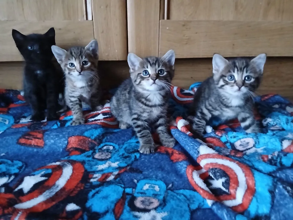 Kittens