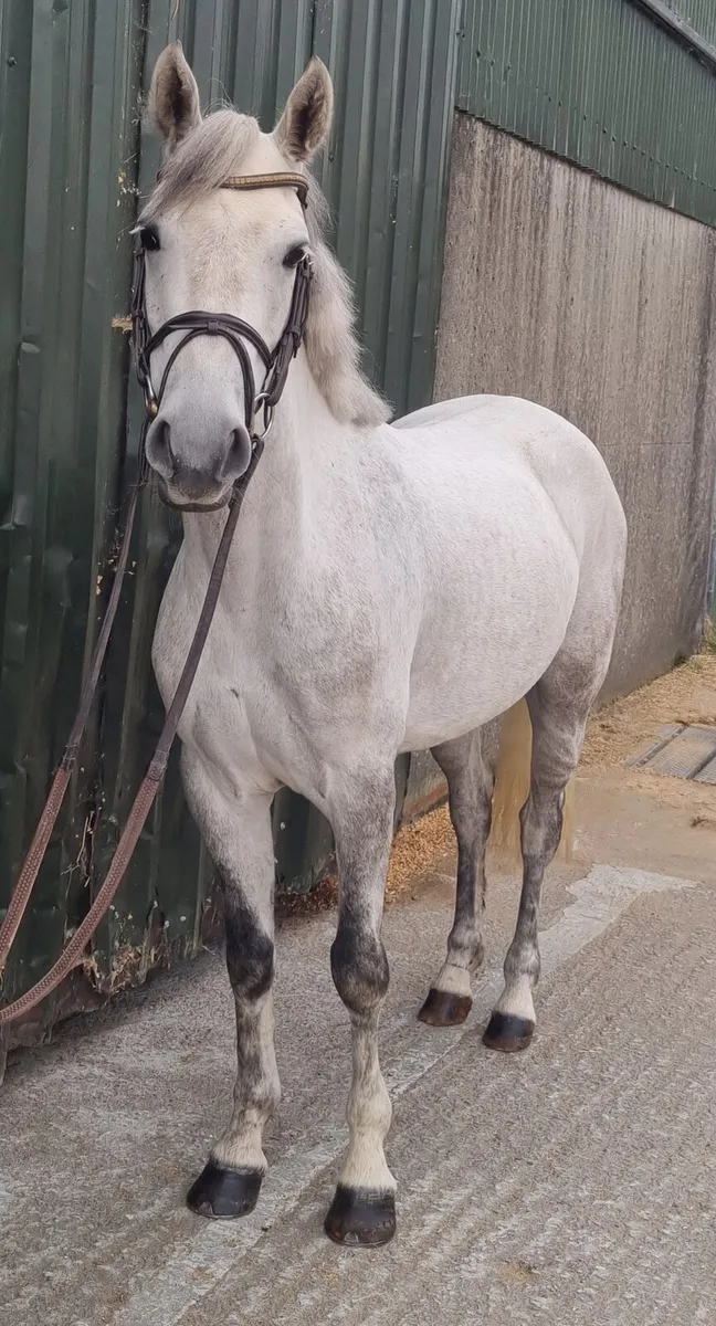 14.2hh 4yo Pony - Image 2