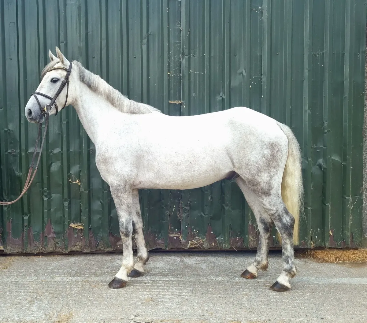 14.2hh 4yo Pony - Image 3