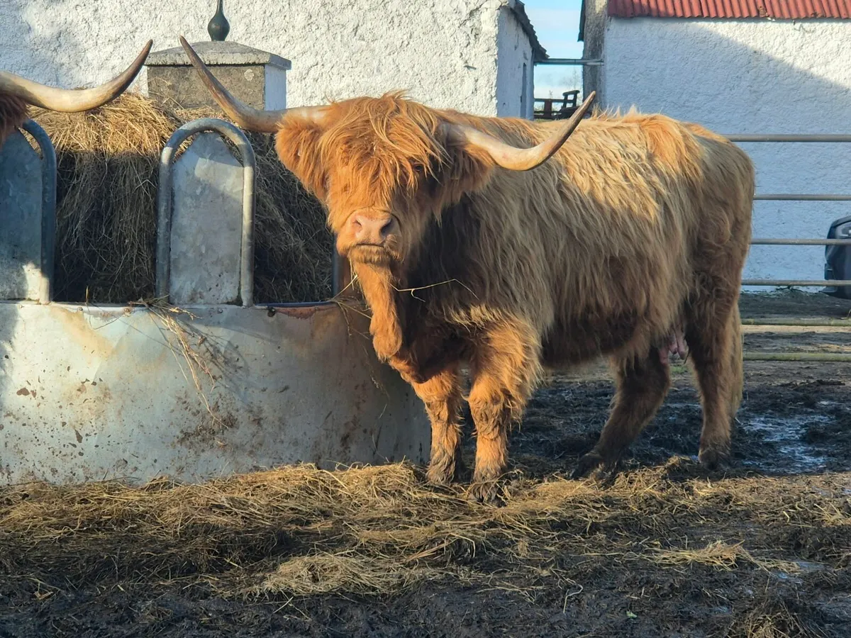 Highland Cow and Bull Calf - Image 1