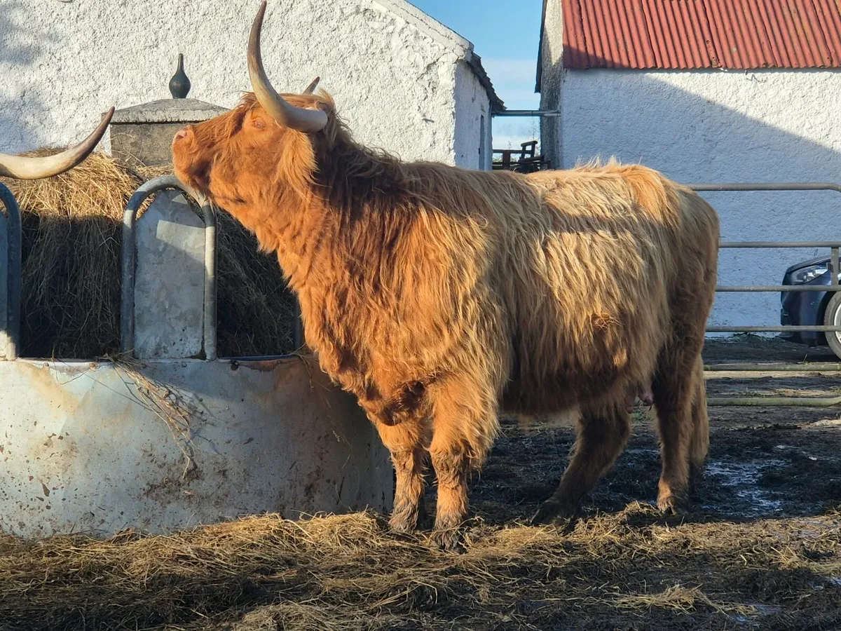 Highland Cow and Bull Calf - Image 4